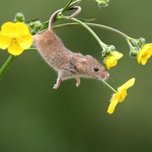 Meet your Posher, Dani